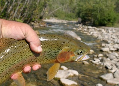 Fish in Hand