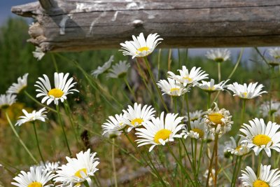 Wildflowers