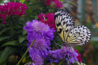 butterfly1.jpg