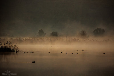 AgamonJan2013_040.jpg