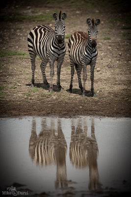TanzaniaMer2013-4463.jpg