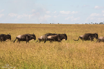 TanzaniaMer2013-4918.jpg