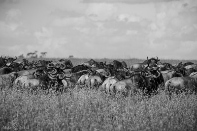 TanzaniaMer2013-4765.jpg