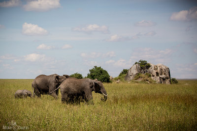 TanzaniaMer2013-4682.jpg