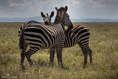 TanzaniaMer2013-4635.jpg