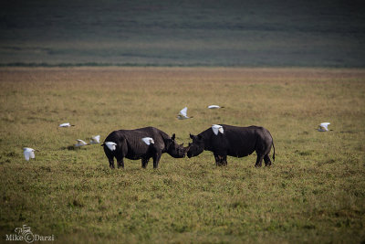 TanzaniaMer2013-4197.jpg