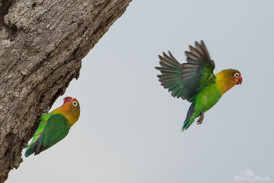 TanzaniaMer2013-3302.jpg