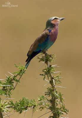 TanzaniaMer2013-3744.jpg