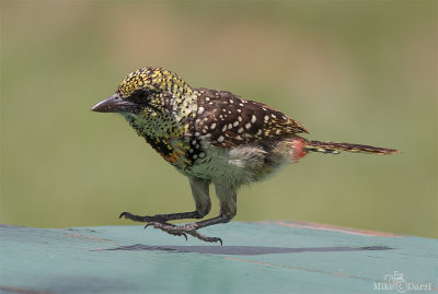 TanzaniaMer2013-3761.jpg