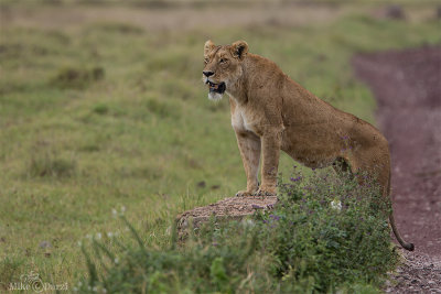 Lions