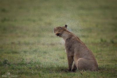 Lions