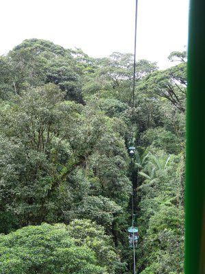 Puerto Limon Rainforest 6.JPG