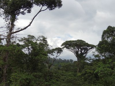 Puerto Limon Rainforest 7.JPG