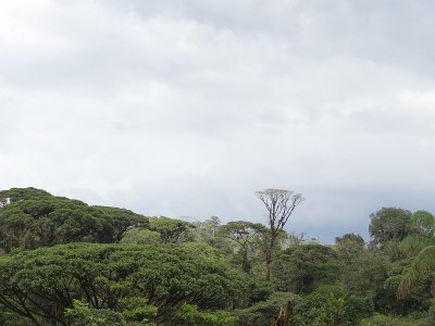 Puerto Limon Rainforesy 8.JPG