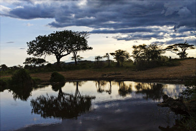 Watering Hole