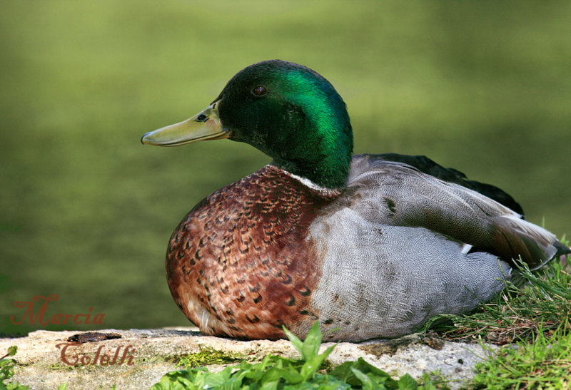 MALLARD_7308.jpg