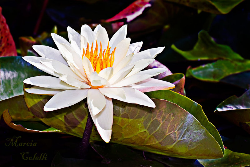 WATERLILY_9522.jpg