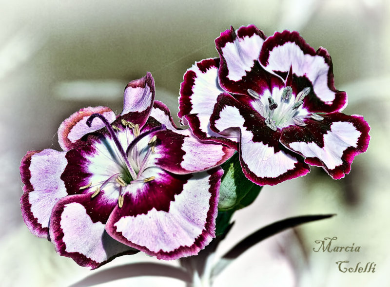 DIANTHUS_3316.jpg