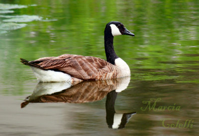 CANADIAN GOOSE-5264.jpg