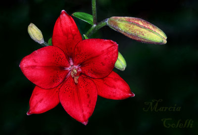 RED ASIATIC LILY_7859.jpg