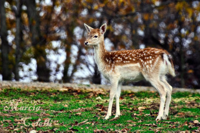 FALLOW FAWN_9841.jpg