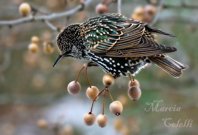 STARLING_0376.jpg