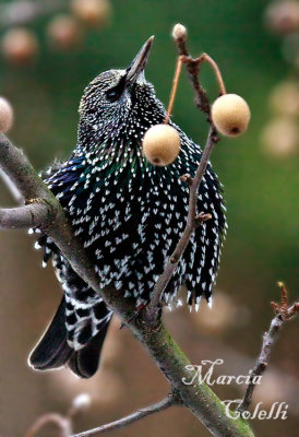 STARLING_0385.jpg