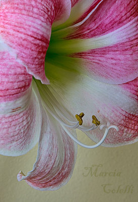 AMARYLLIS_3327.jpg