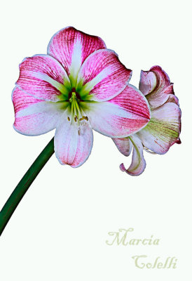 AMARYLLIS_1001.jpg