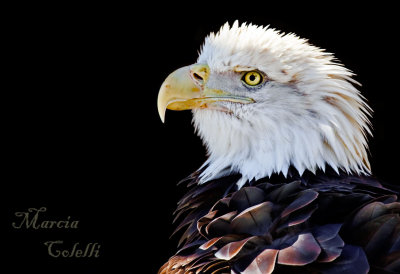 AMERICAN BALD EAGLE_1540.jpg