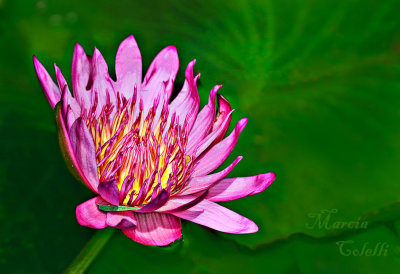 WATERLILY-_2043.jpg