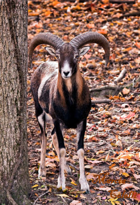 MOUFLON SHEEP_1731.jpg