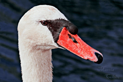 SWAN_9416.jpg