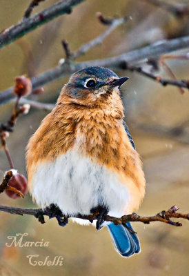 EASTERN BLUEBIRD_2633.jpg