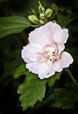 ROSE OF SHARON_9732.jpg