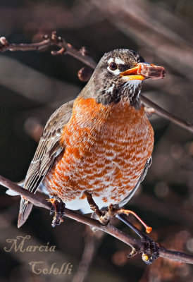 AMERICAN ROBIN_1058.jpg