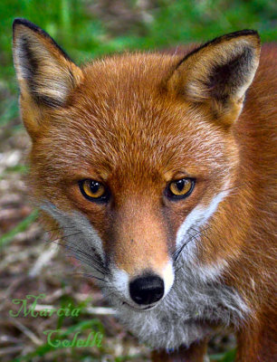 RED FOX_4790.jpg