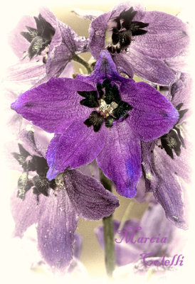DELPHINIUM_2272.jpg