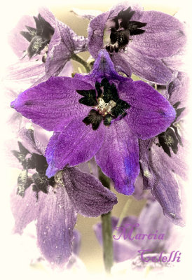 DELPHINIUM_2272.jpg