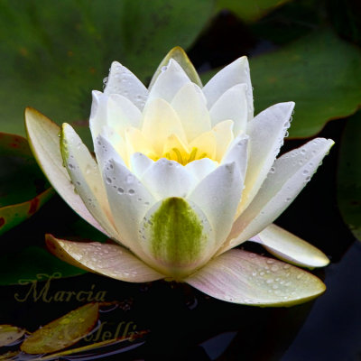 WATERLILY_4664.jpg