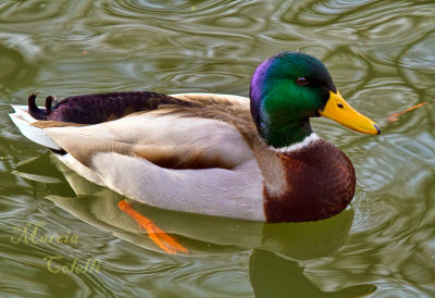 MALLARD_5152.jpg