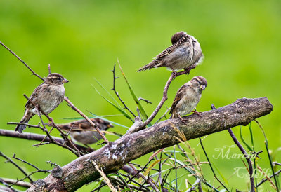 SPARROWS_4851.jpg