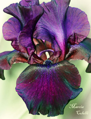 BLACK IRIS_7383-.jpg