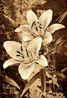 ASIATIC LILY_0479.jpg