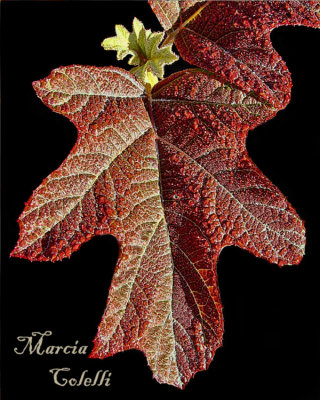  Oak Leaf Hydrangea .jpg