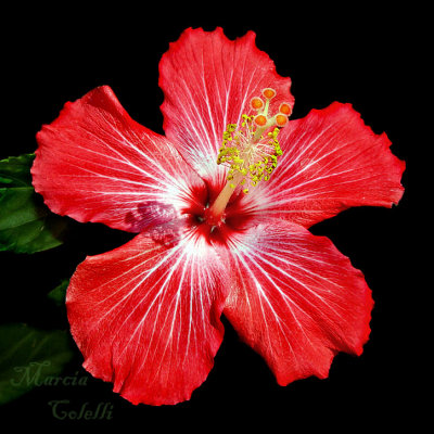 RED HIBISCUS 3688 .jpg