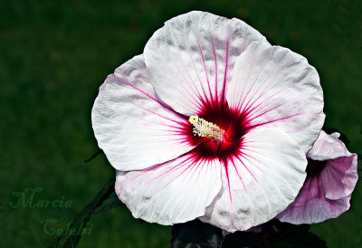 KOPPER KING HIBISUCS 0879 .jpg