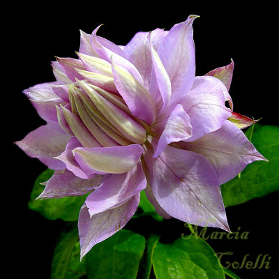 CLEMATIS 7237a jpg