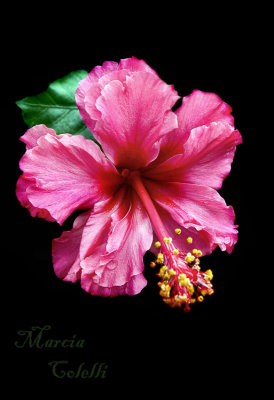 PINK HIBISCUS 5903 .jpg