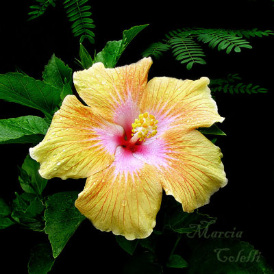 YELLOW HIBISCUS 5885 a .jpg